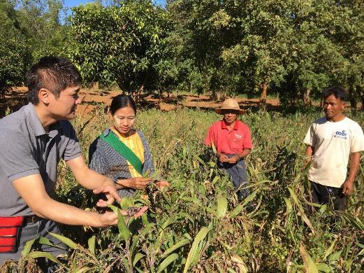 ミャンマーシャン州のハトムギ栽培